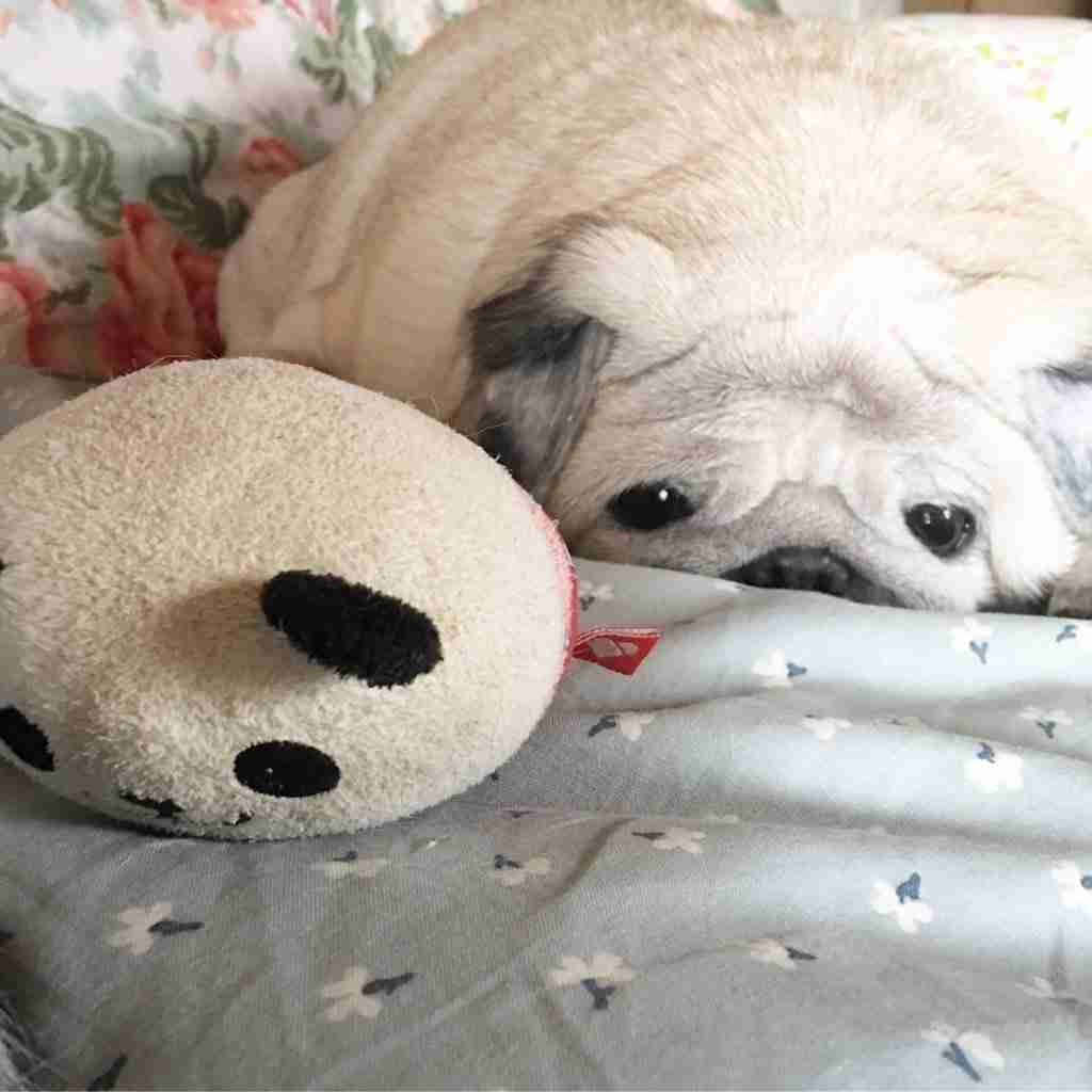 カメラ目線の動物の画像