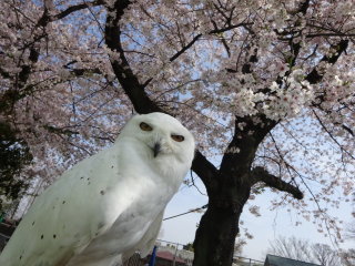 カメラ目線の動物の画像