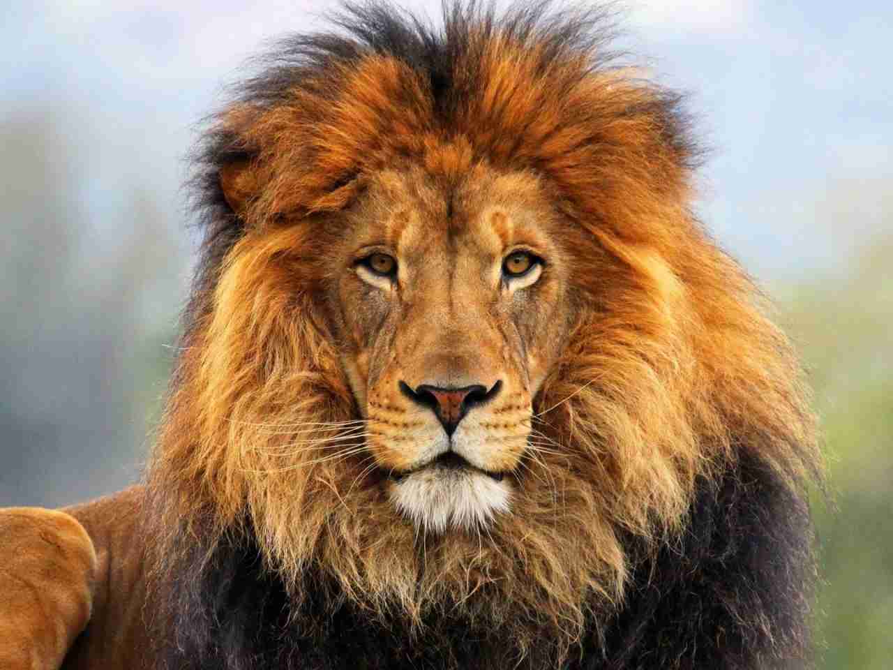 カメラ目線の動物の画像