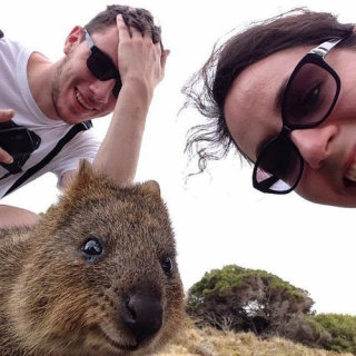 カメラ目線の動物の画像