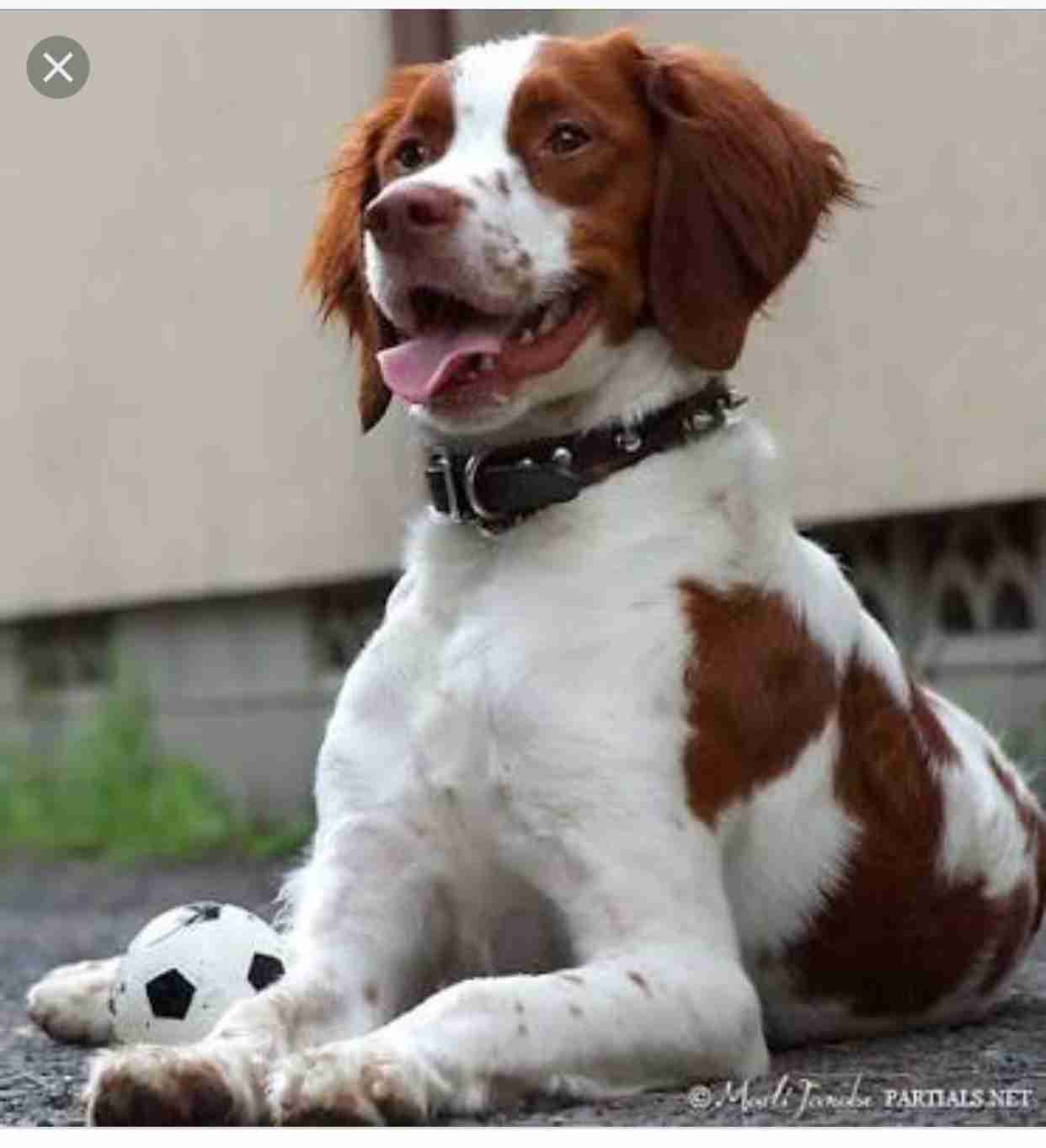 飼ってみたい犬種は何？