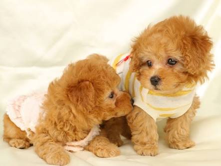 飼ってみたい犬種は何？