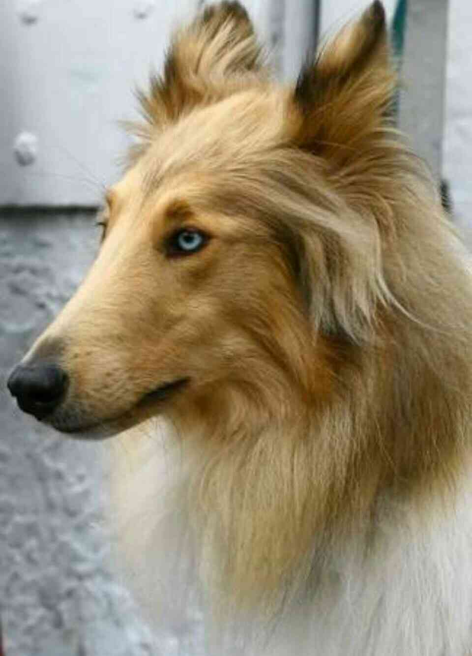 飼ってみたい犬種は何？