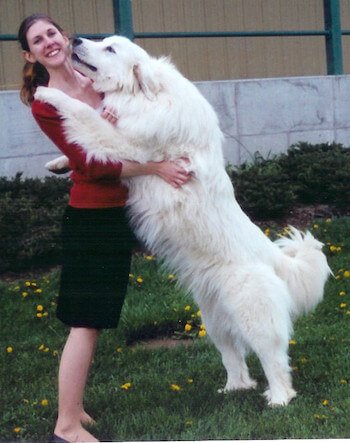 飼ってみたい犬種は何？