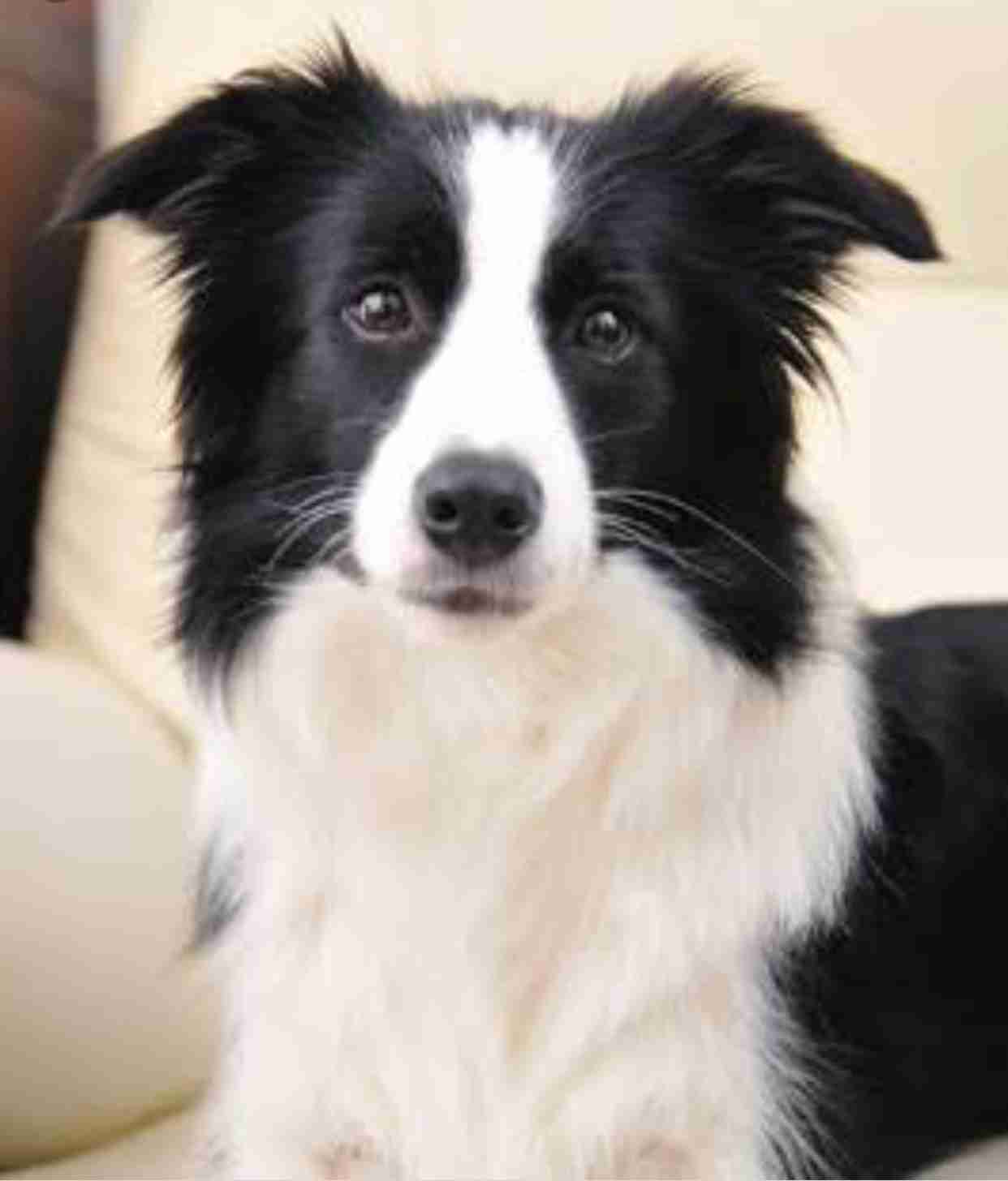 飼ってみたい犬種は何？