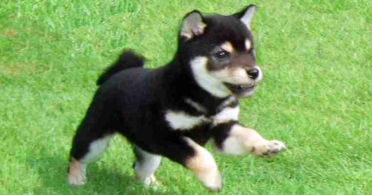 飼ってみたい犬種は何？
