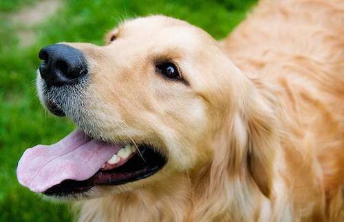飼ってみたい犬種は何？