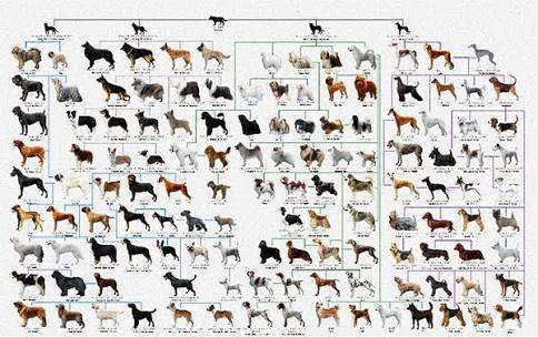 飼ってみたい犬種は何？
