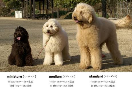 飼ってみたい犬種は何？