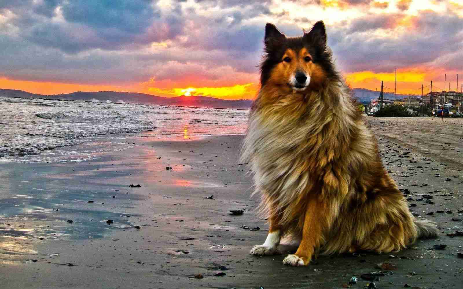 飼ってみたい犬種は何？