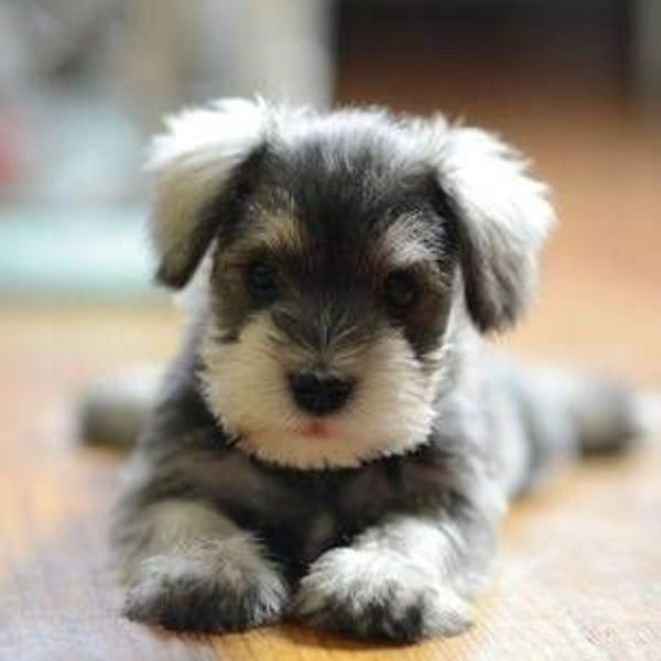 飼ってみたい犬種は何？