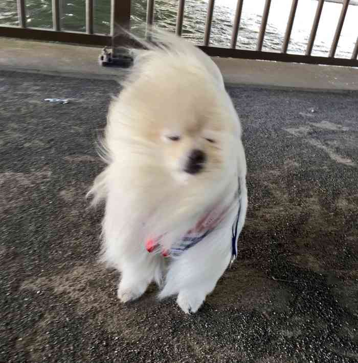 飼ってみたい犬種は何？