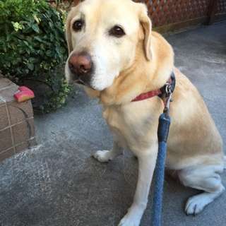 飼ってみたい犬種は何？