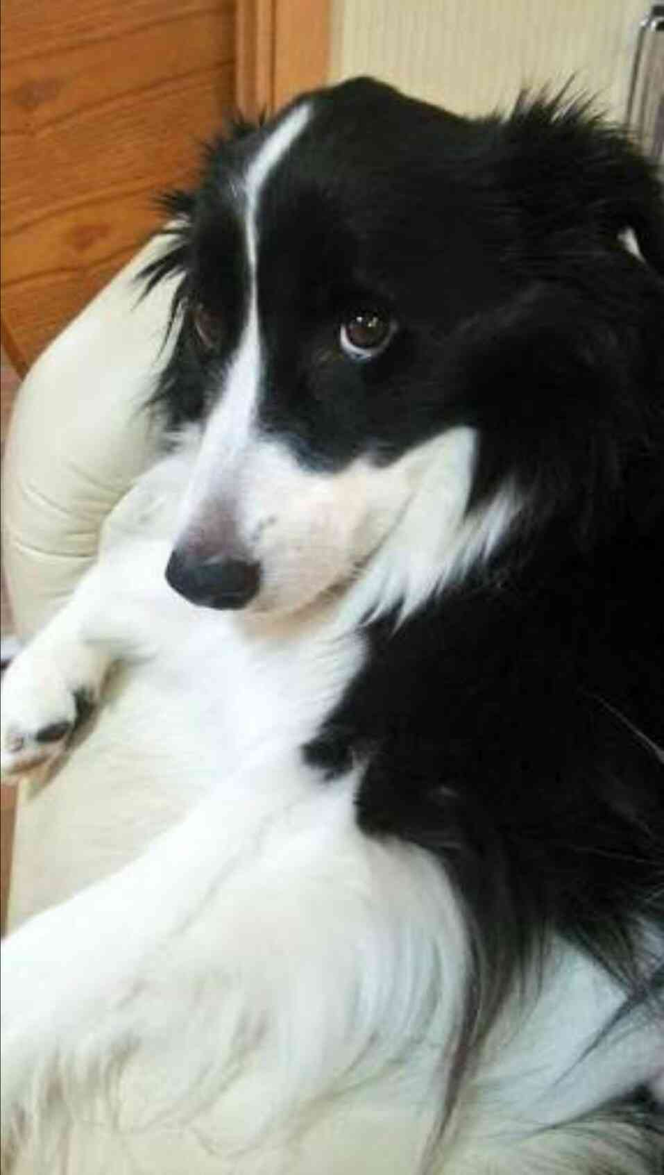 飼ってみたい犬種は何？