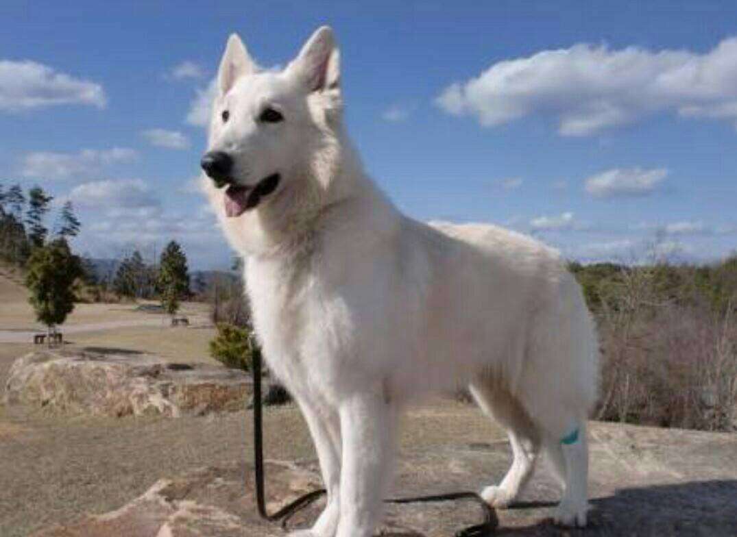 飼ってみたい犬種は何？