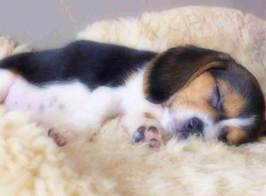 飼ってみたい犬種は何？