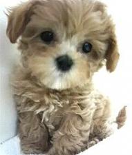 飼ってみたい犬種は何？