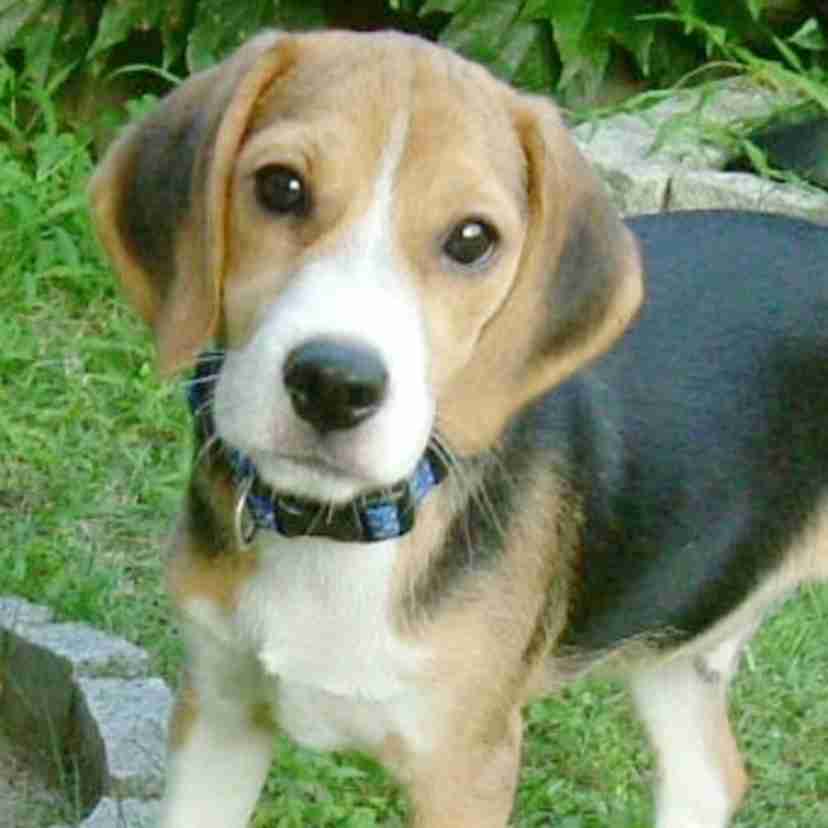 飼ってみたい犬種は何？