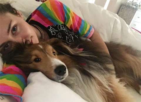 飼ってみたい犬種は何？