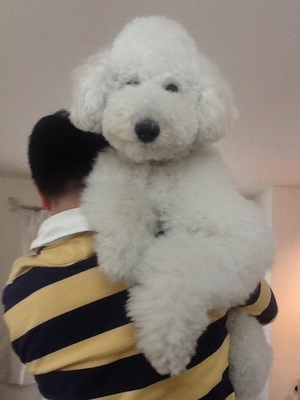 飼ってみたい犬種は何？