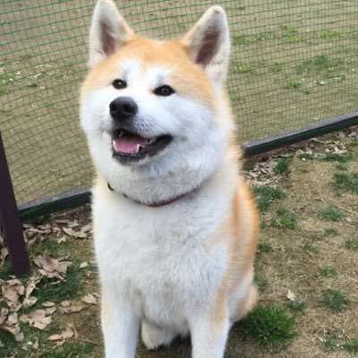 飼ってみたい犬種は何？