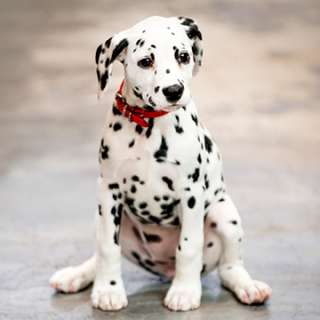 飼ってみたい犬種は何？
