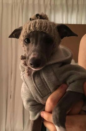 飼ってみたい犬種は何？
