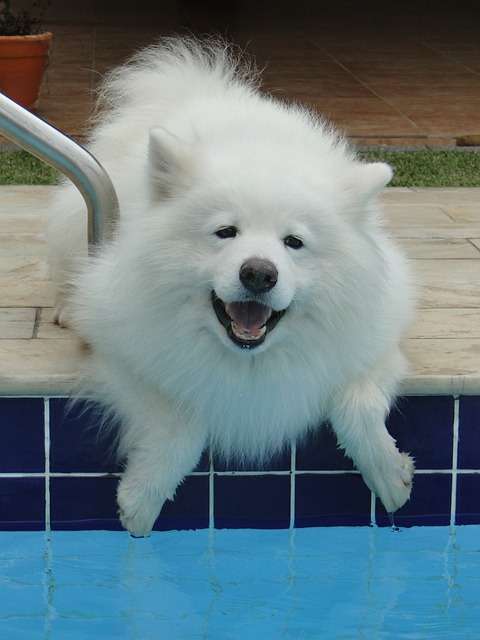飼ってみたい犬種は何？