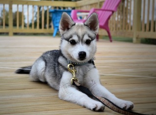 飼ってみたい犬種は何？