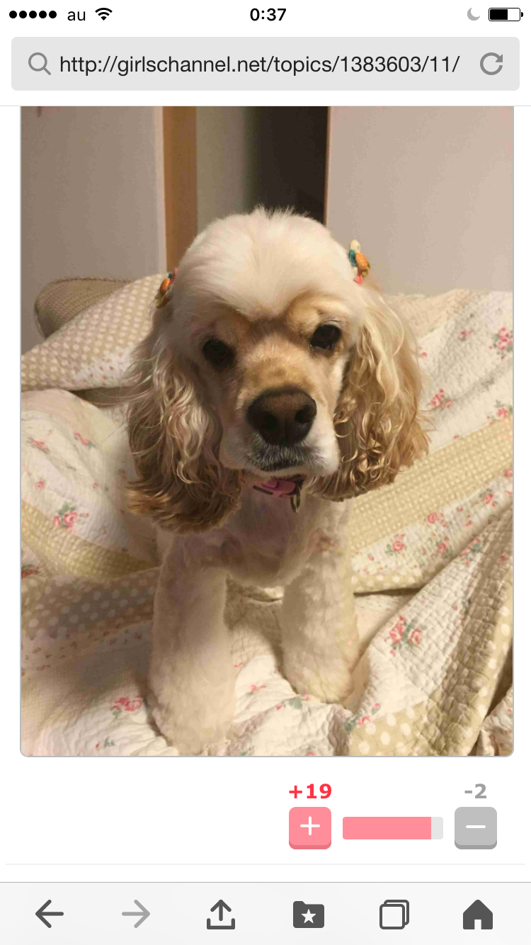 飼ってみたい犬種は何？