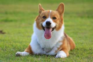飼ってみたい犬種は何？