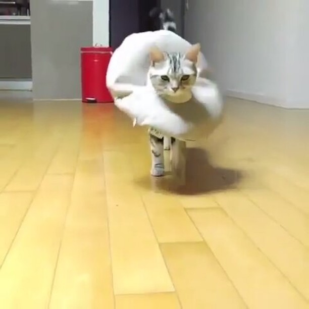 可愛いマフラー、手袋が見たい