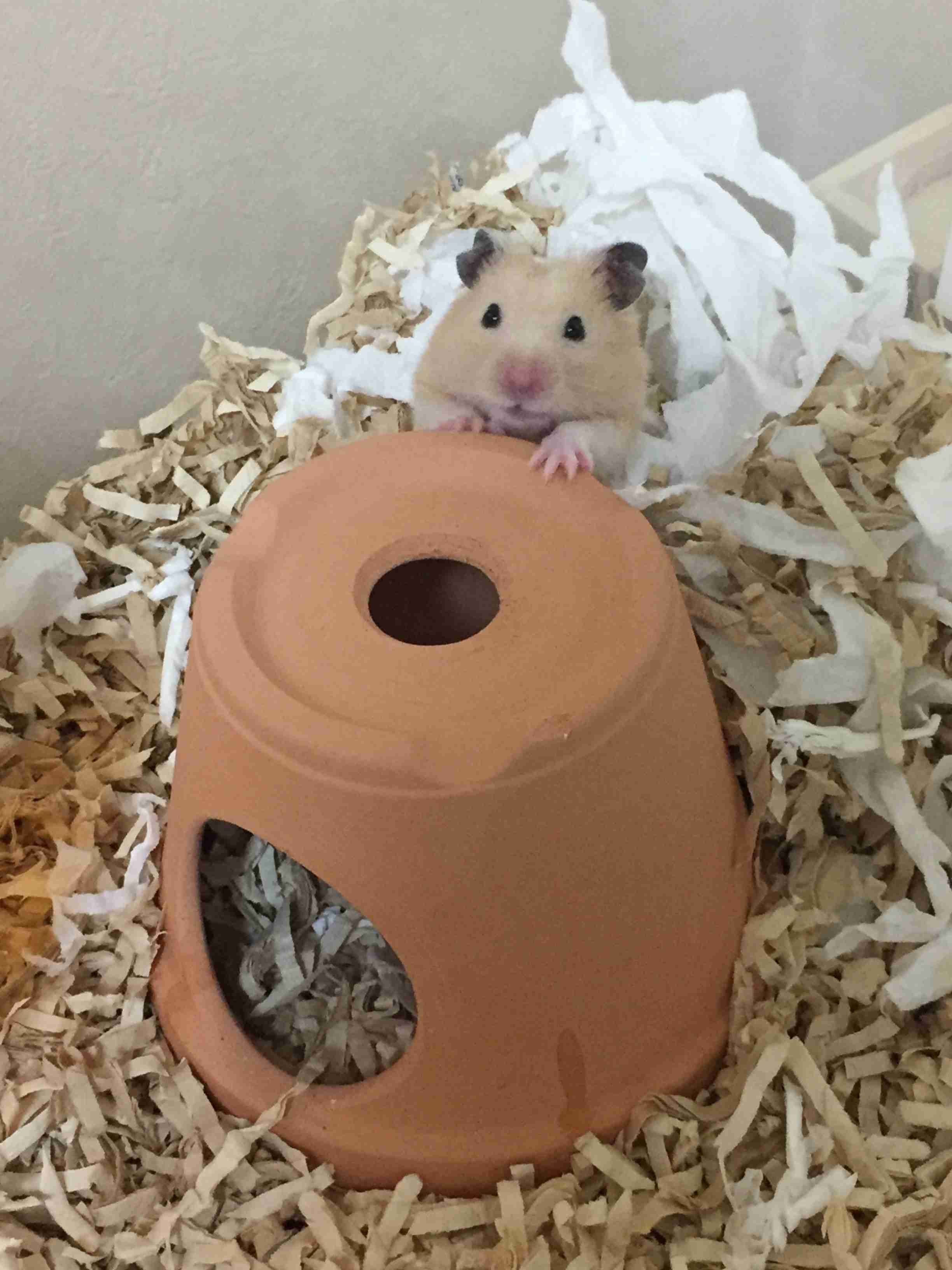 【冬】ハムスター飼育。先輩方からの意見求む!