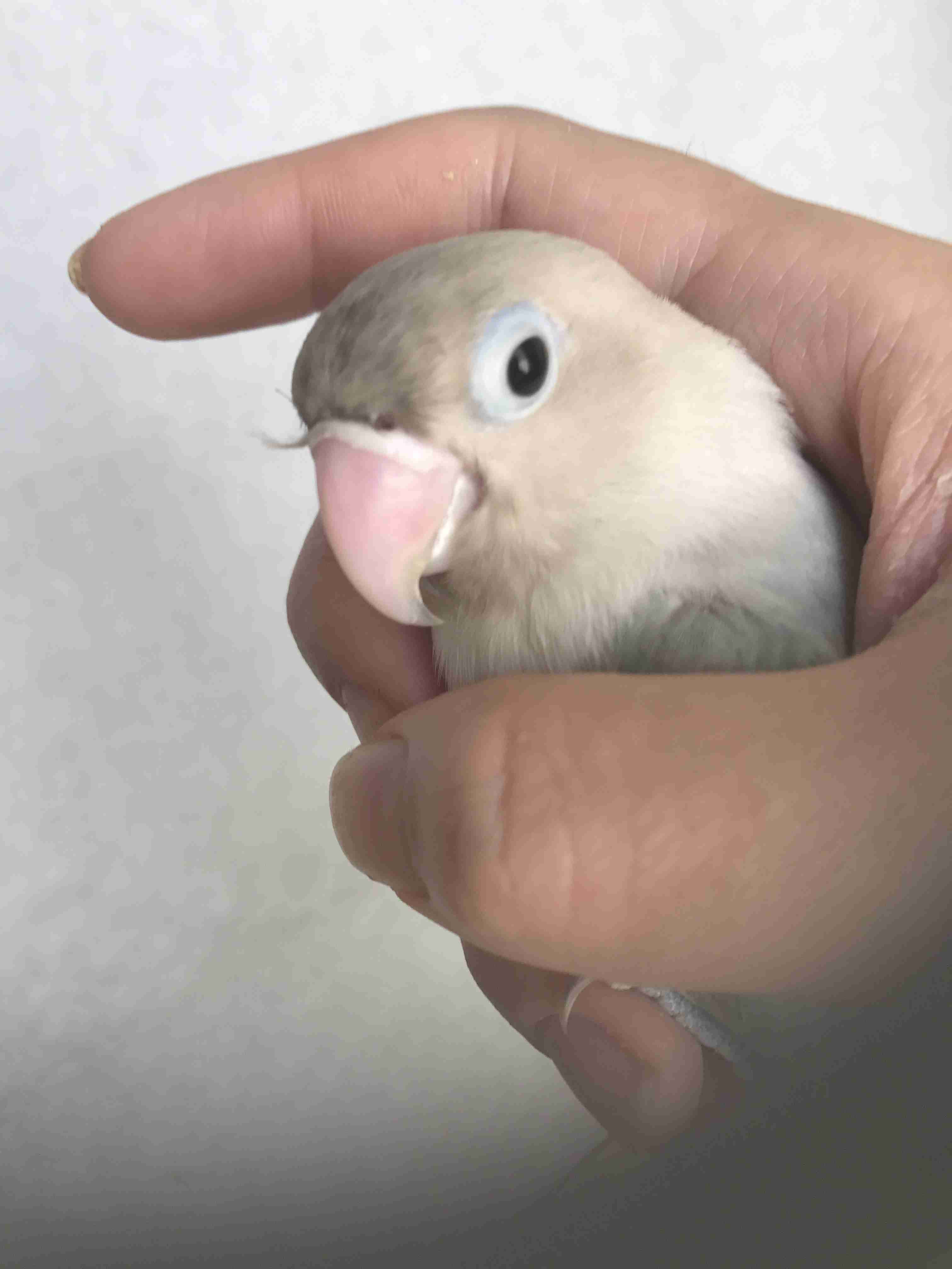 ガルちゃんなうな画像