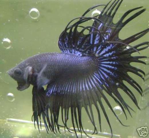 綺麗な熱帯魚の画像を貼るトピ♪