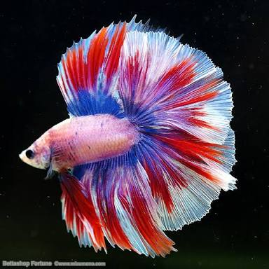 綺麗な熱帯魚の画像を貼るトピ♪