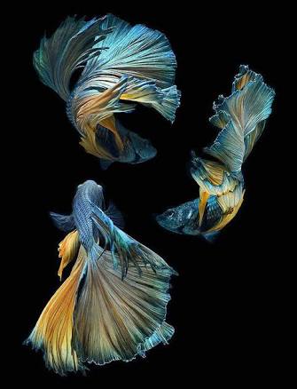 綺麗な熱帯魚の画像を貼るトピ♪