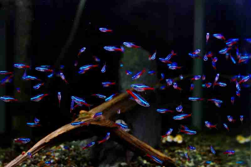 綺麗な熱帯魚の画像を貼るトピ♪