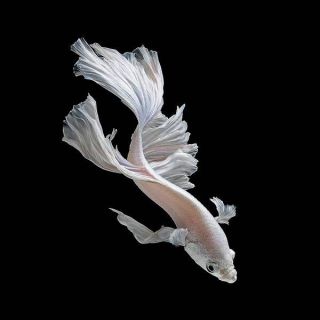 綺麗な熱帯魚の画像を貼るトピ♪