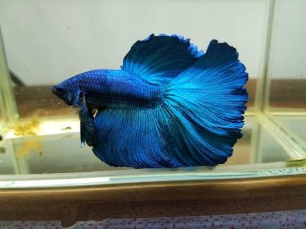 綺麗な熱帯魚の画像を貼るトピ♪