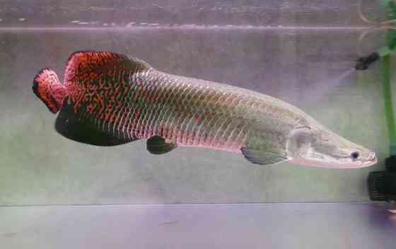 綺麗な熱帯魚の画像を貼るトピ♪