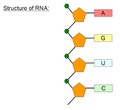 RNA の服好きな人