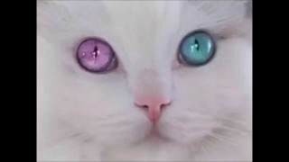 テーマが変っていく 画像トピ