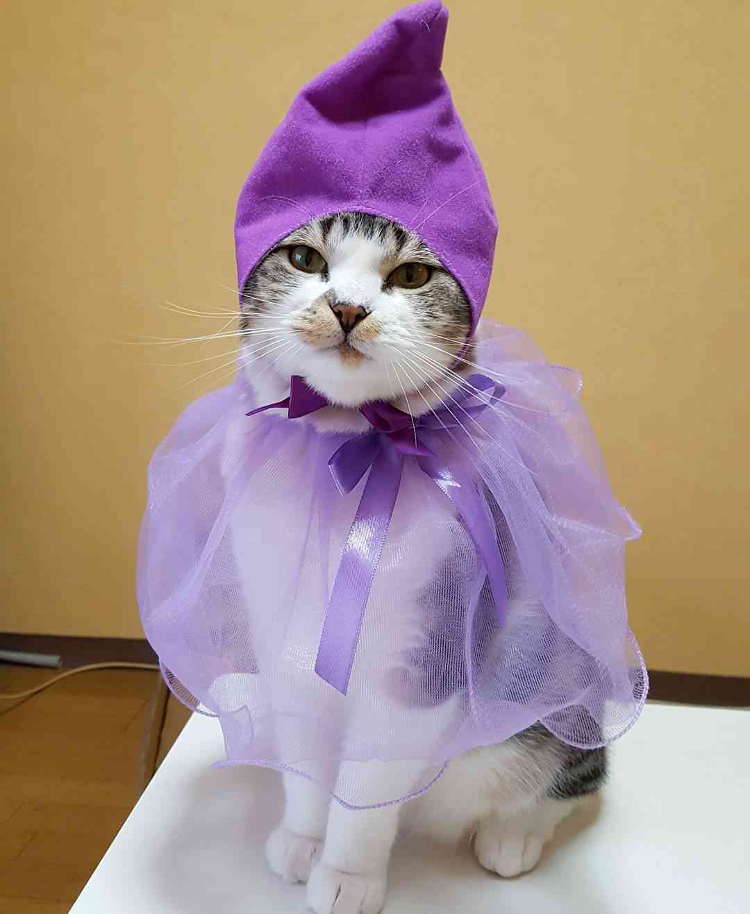 テーマが変っていく 画像トピ