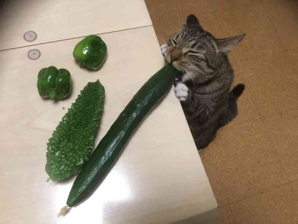 こんなところに猫が!って画像を貼っていくトピ