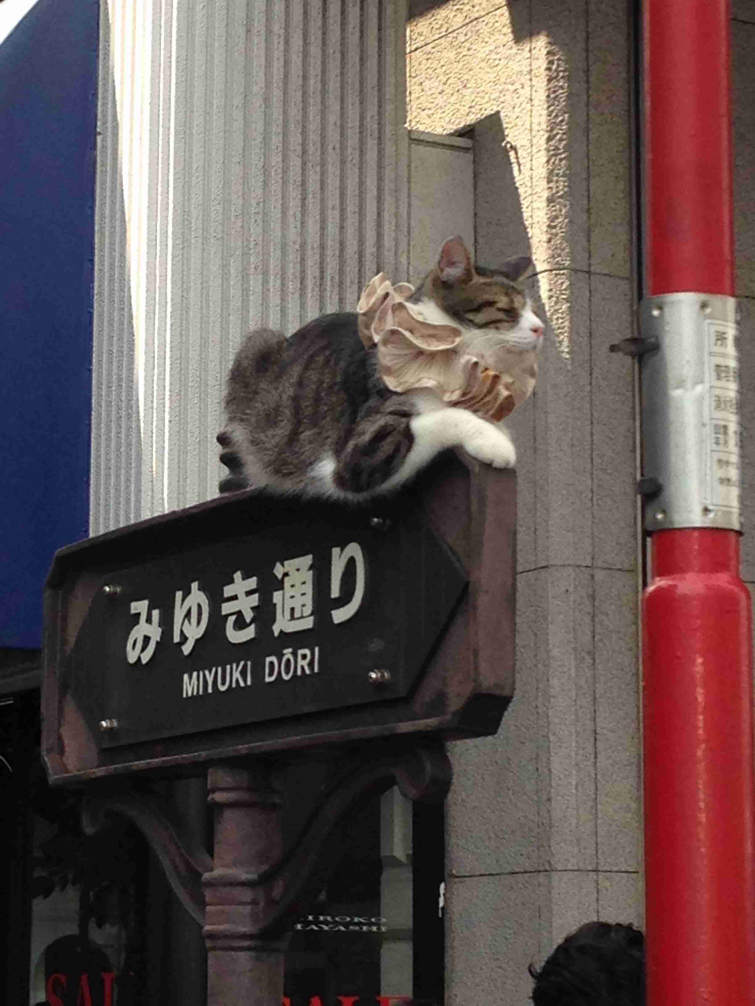こんなところに猫が!って画像を貼っていくトピ