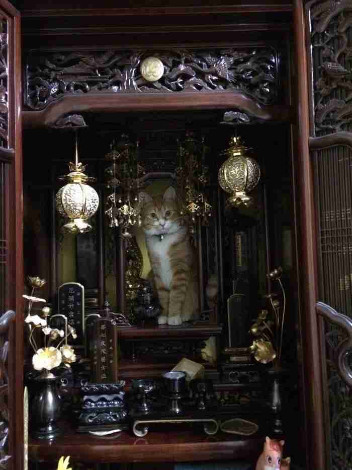 こんなところに猫が!って画像を貼っていくトピ