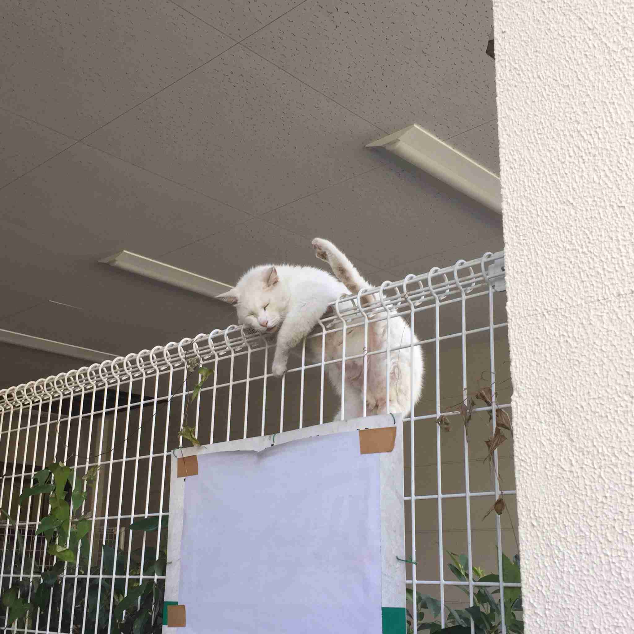 こんなところに猫が!って画像を貼っていくトピ