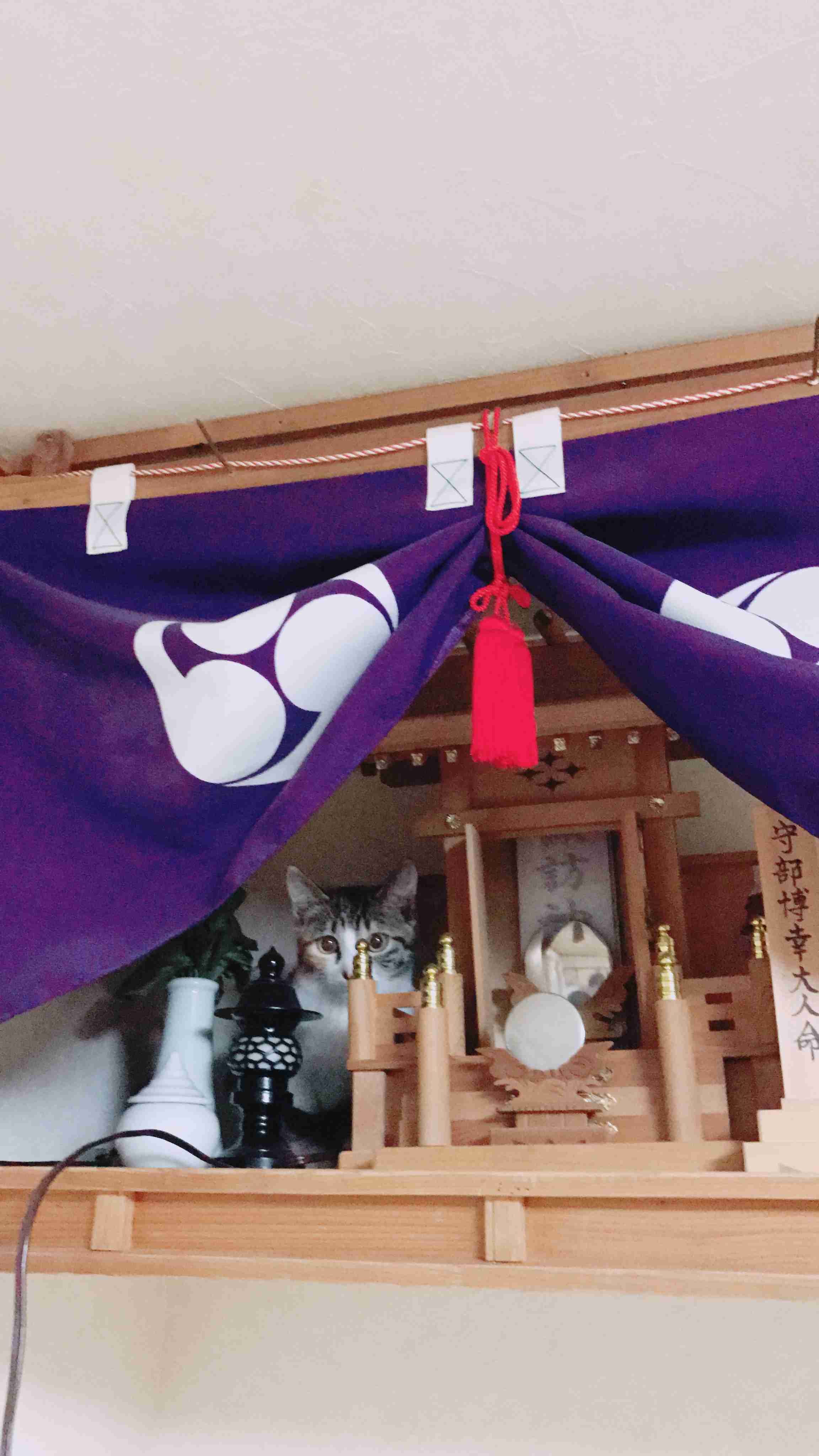 こんなところに猫が!って画像を貼っていくトピ