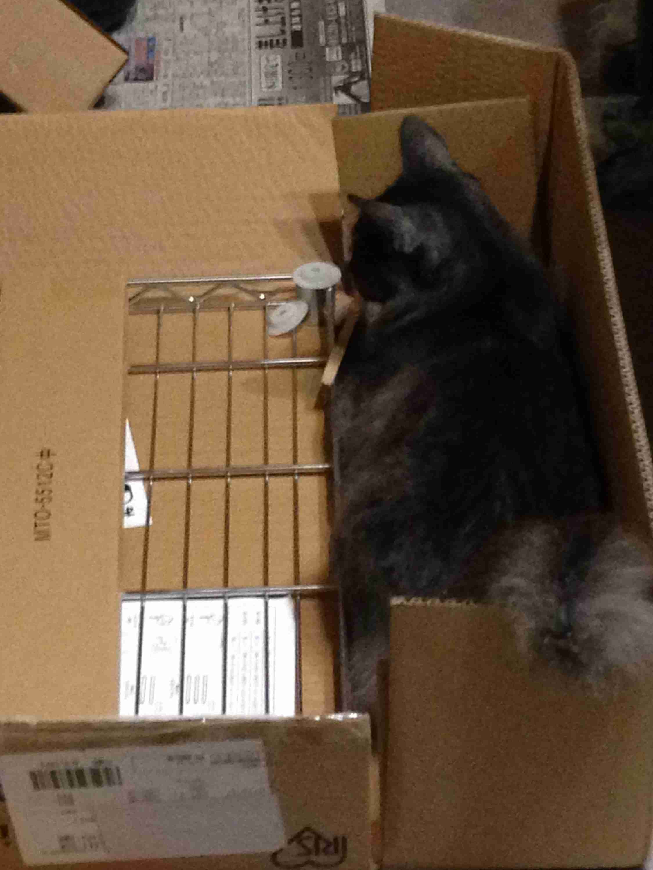 こんなところに猫が!って画像を貼っていくトピ